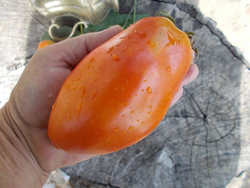  - SEMINTE ROSII - T 416 JERSEY DEVIL