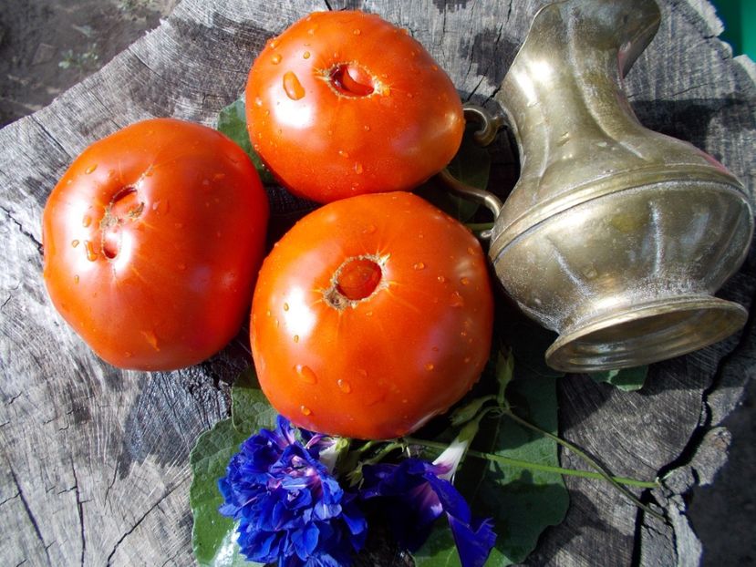  - SEMINTE ROSII - T 423 MARBONNE