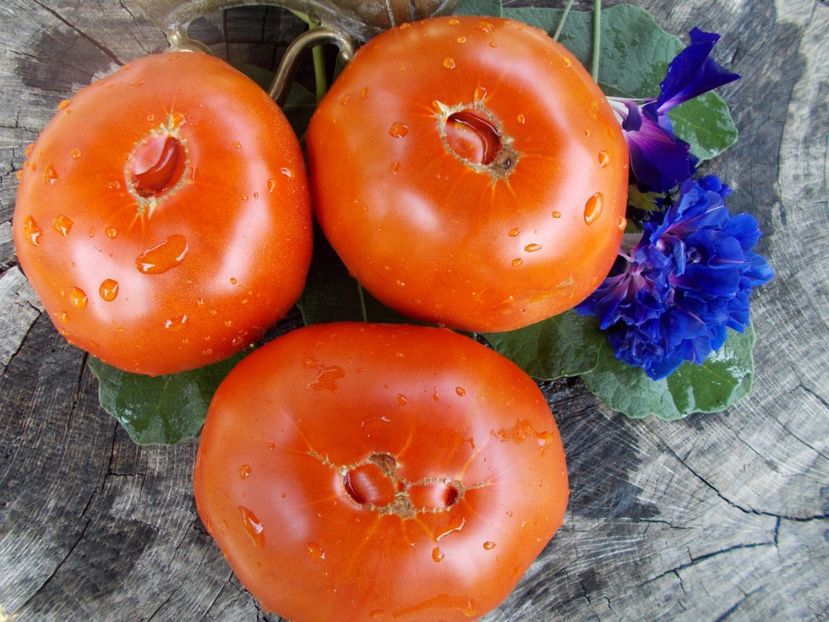  - SEMINTE ROSII - T 423 MARBONNE