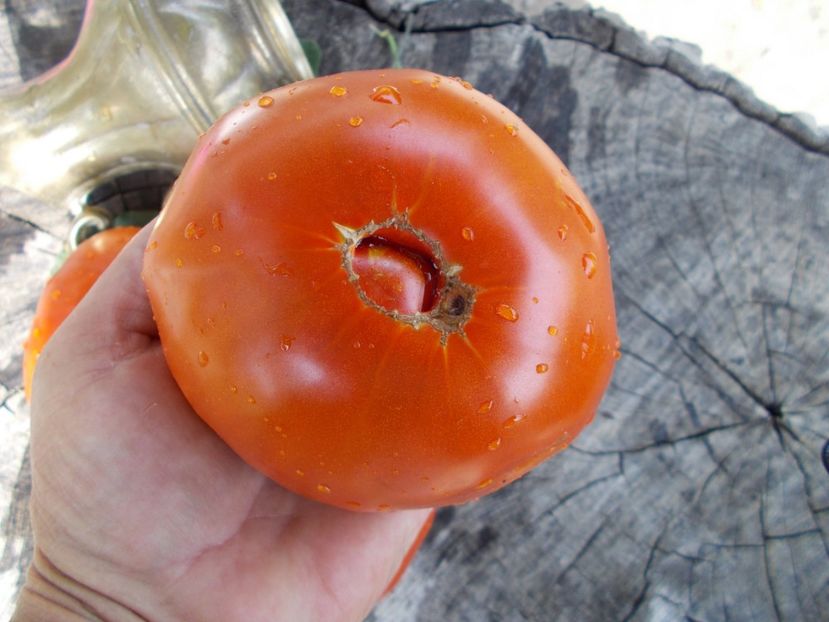  - SEMINTE ROSII - T 423 MARBONNE