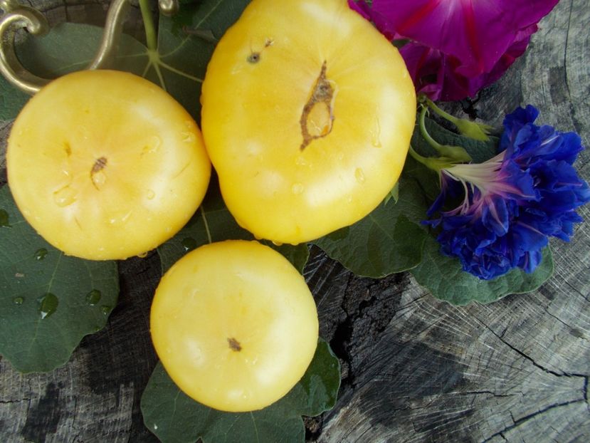  - SEMINTE ROSII - T 425 DUGGIN WHITE