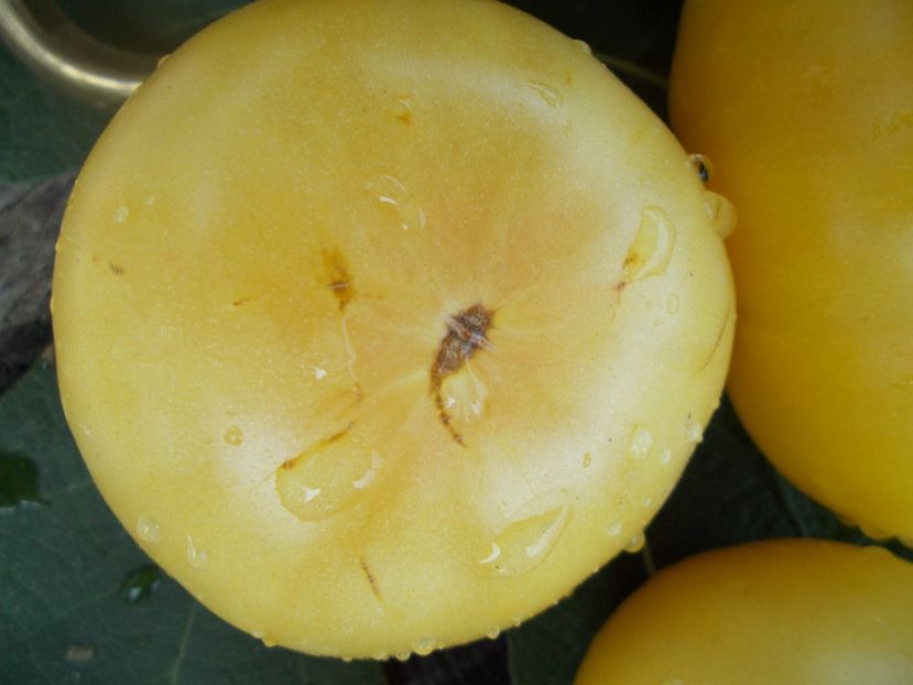  - SEMINTE ROSII - T 425 DUGGIN WHITE