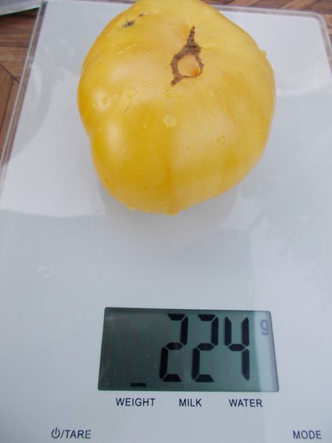  - SEMINTE ROSII - T 425 DUGGIN WHITE