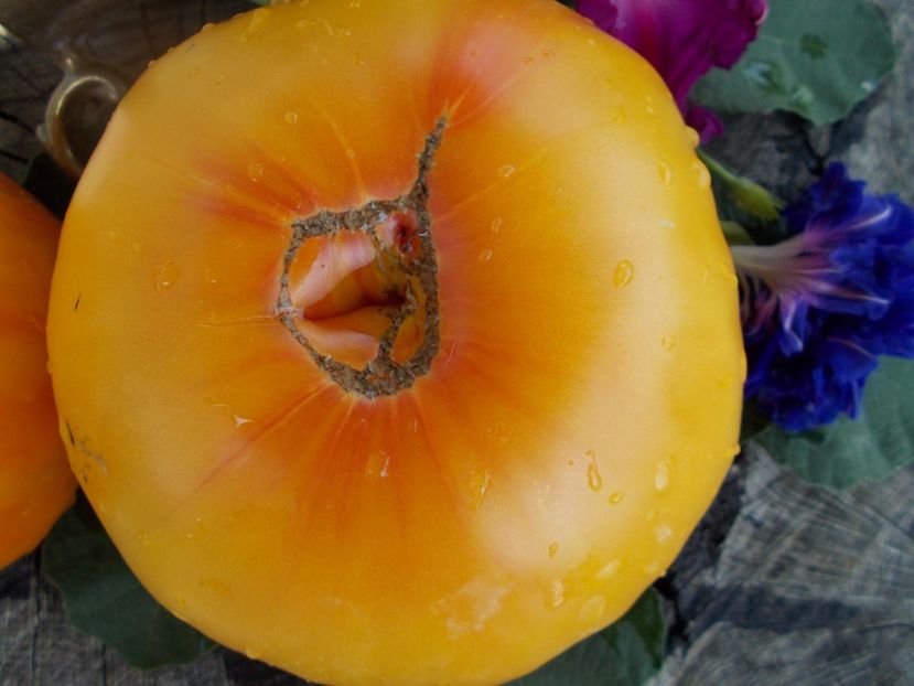  - SEMINTE ROSII - T 349 GOLD MEDAL