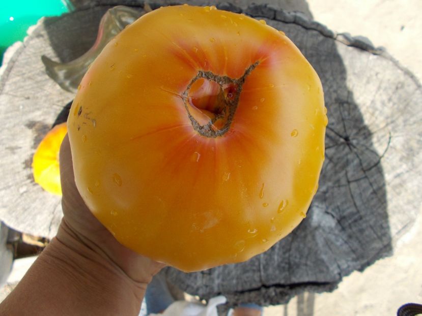  - SEMINTE ROSII - T 349 GOLD MEDAL