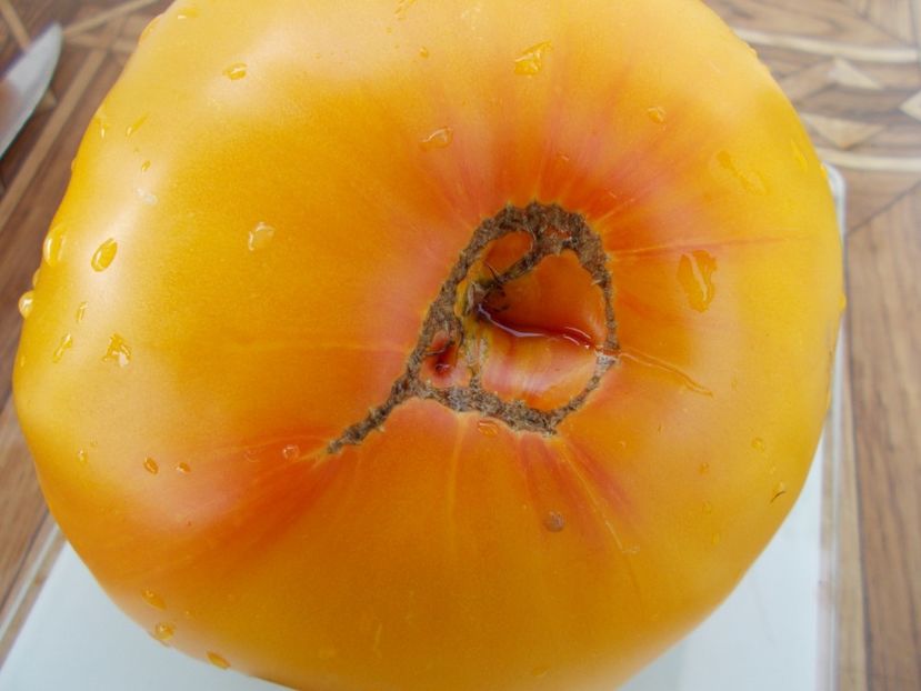  - SEMINTE ROSII - T 349 GOLD MEDAL