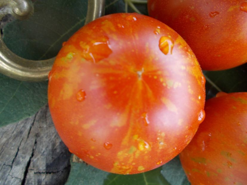  - SEMINTE ROSII - TIGERELLA