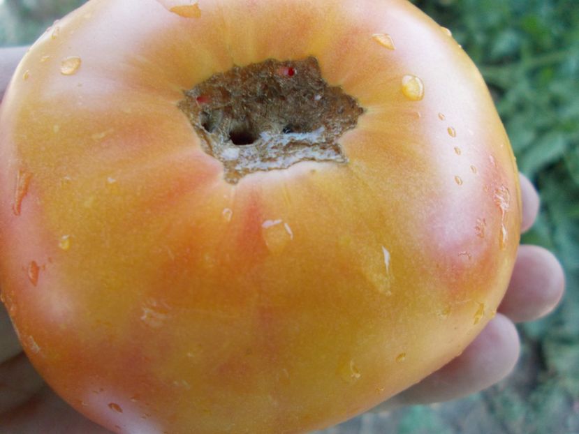  - SEMINTE ROSII - T 363 AFTERNOON DELIGHT