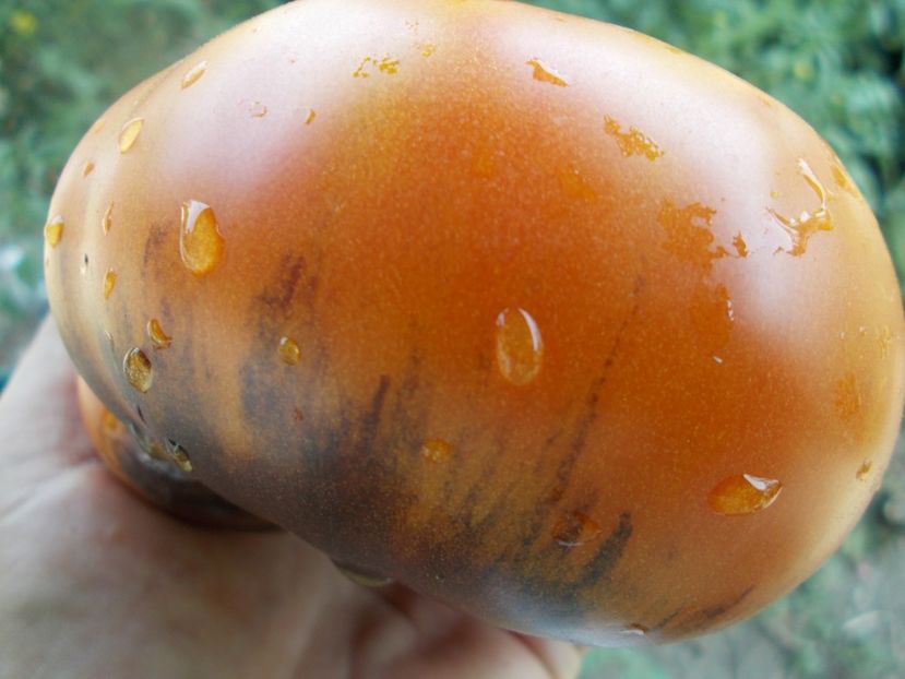  - SEMINTE ROSII - T 363 AFTERNOON DELIGHT