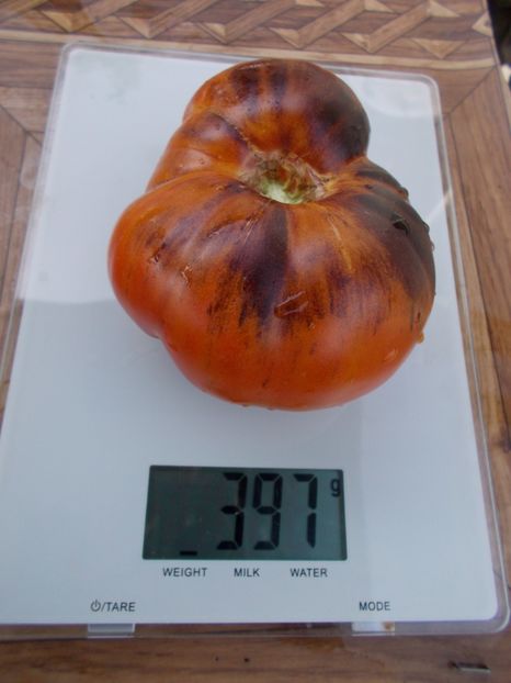  - SEMINTE ROSII - T 363 AFTERNOON DELIGHT