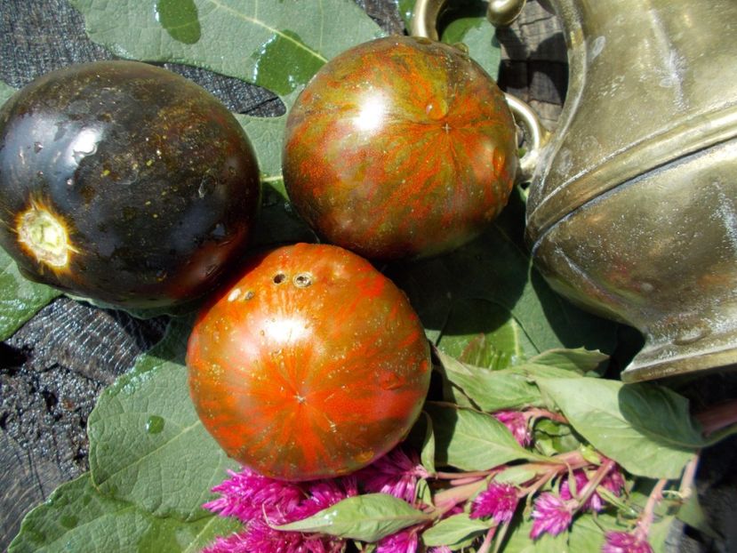  - SEMINTE ROSII - T 461 COSMIC ECLIPSE