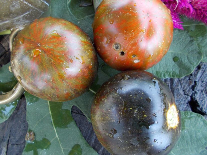  - SEMINTE ROSII - T 461 COSMIC ECLIPSE