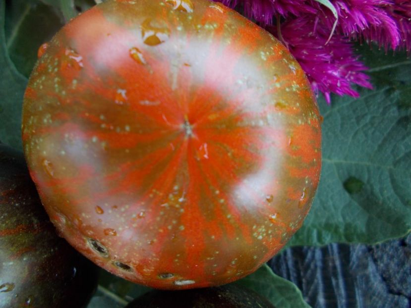  - SEMINTE ROSII - T 461 COSMIC ECLIPSE