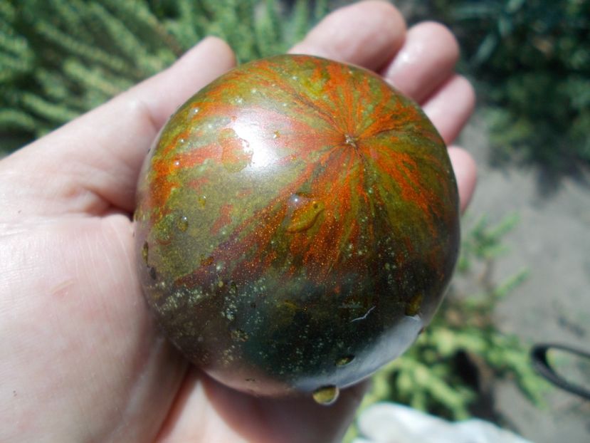  - SEMINTE ROSII - T 461 COSMIC ECLIPSE