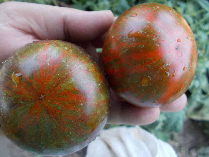  - SEMINTE ROSII - T 461 COSMIC ECLIPSE