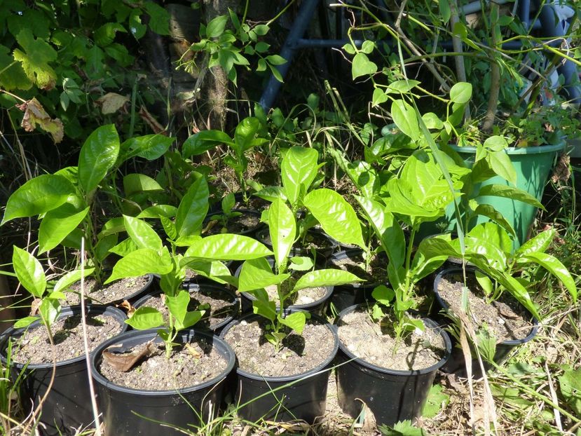 Passiflora edulis - Passiflora edulis cu fructe purpurii sau maracuja