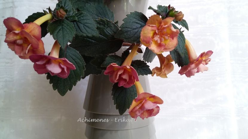  - xA Alexandra Shvelidze