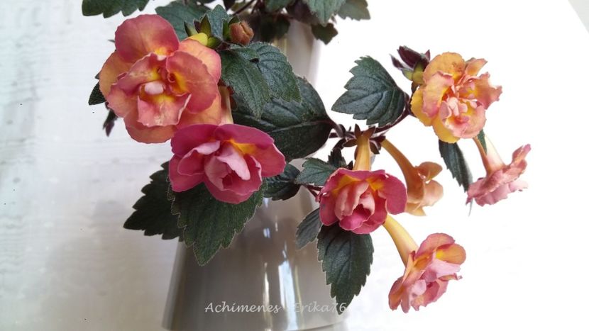  - xA Alexandra Shvelidze