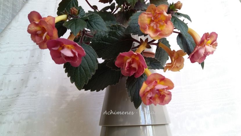  - xA Alexandra Shvelidze