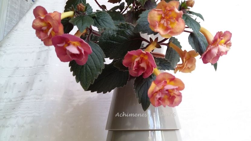  - xA Alexandra Shvelidze