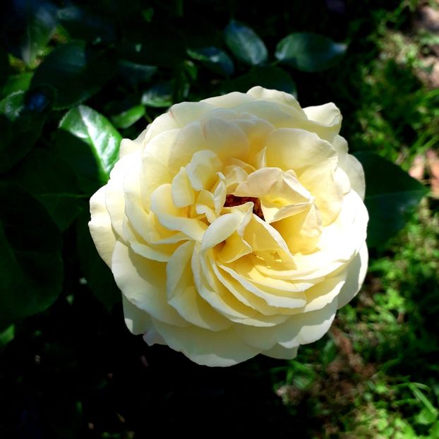  - TRANDAFIRI_2019_2020_2024