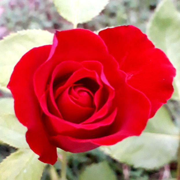  - TRANDAFIRI_2019_2020_2024