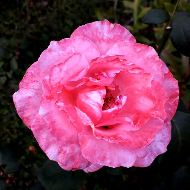  - TRANDAFIRI_2019_2020_2024