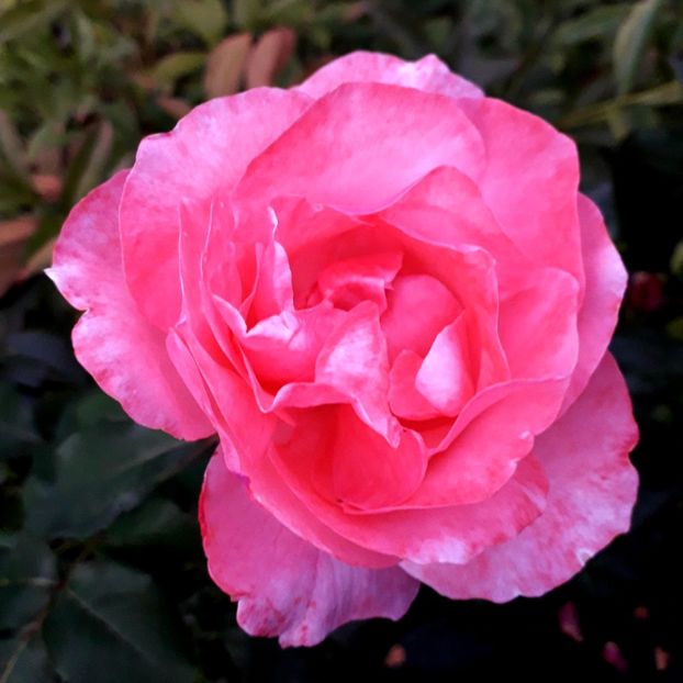  - TRANDAFIRI_2019_2020_2024