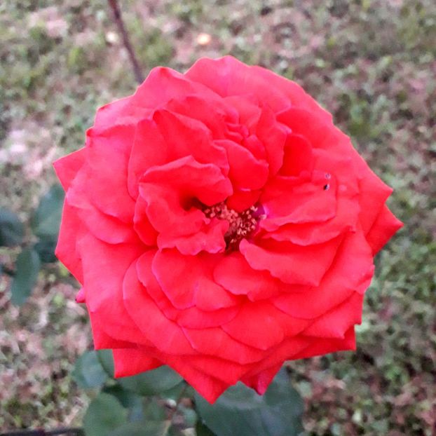  - TRANDAFIRI_2019_2020_2024