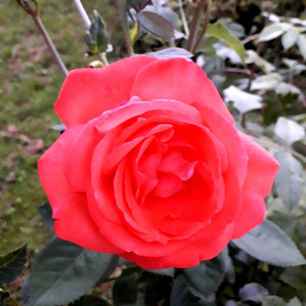  - TRANDAFIRI_2019_2020_2024