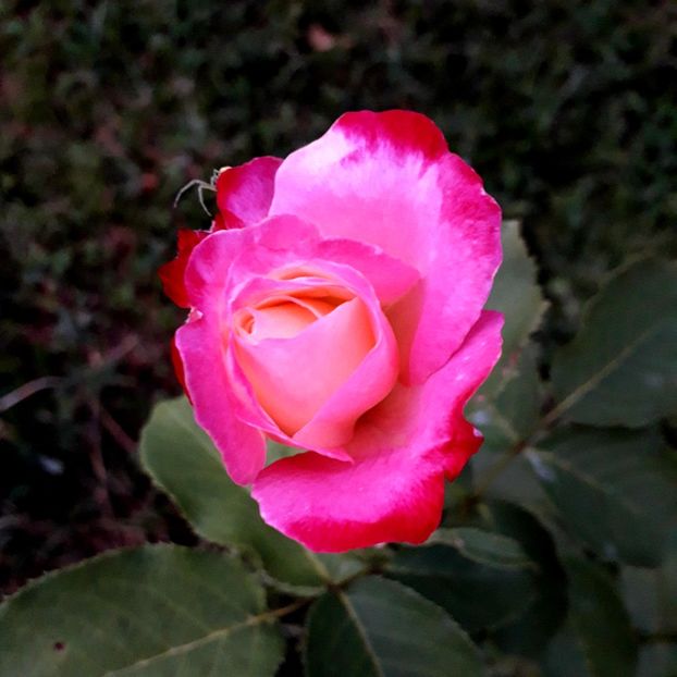  - TRANDAFIRI_2019_2020_2024