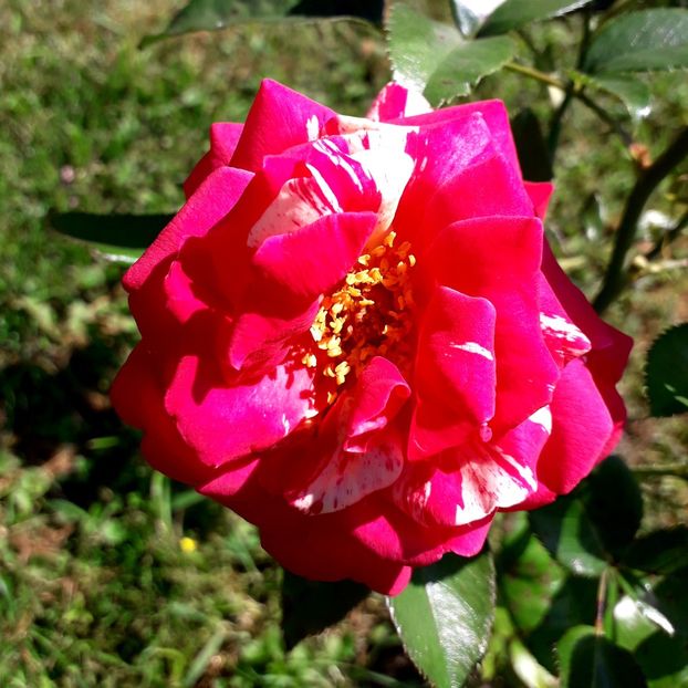  - TRANDAFIRI_2019_2020_2024