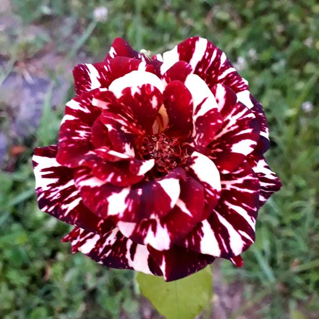  - TRANDAFIRI_2019_2020_2024