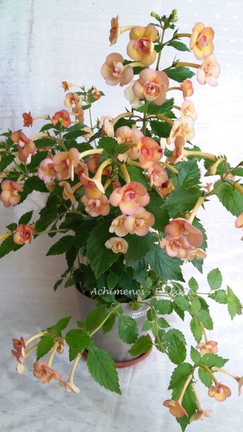 2019 - Peach Orchard