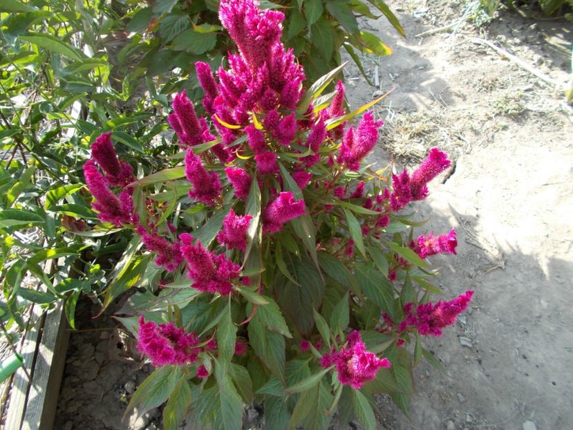  - SEMINTE CREASTA COCOSULUI - D 127 CELOSIA CRISTATA DRACULA