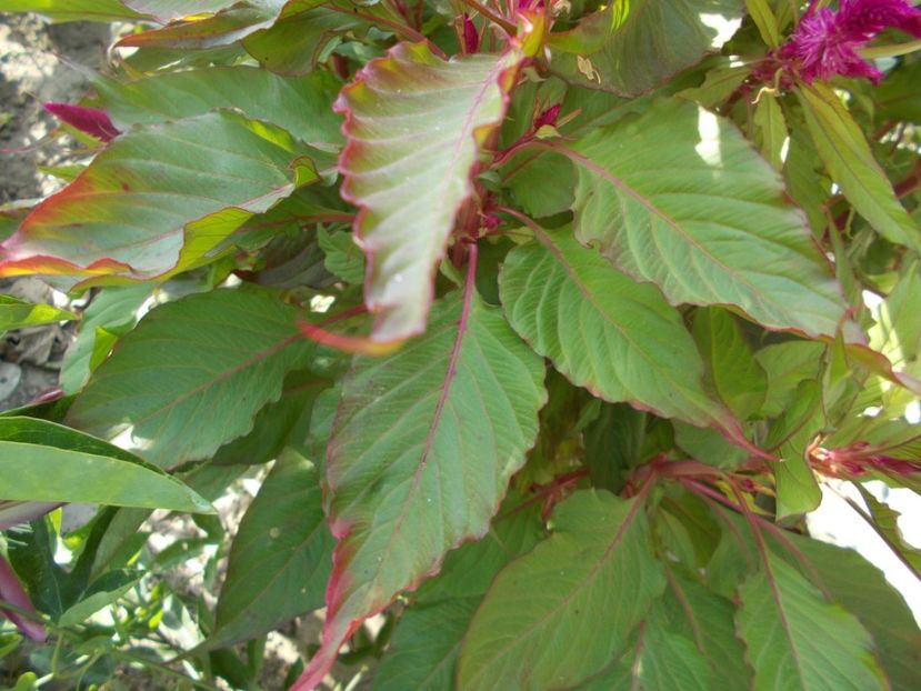  - SEMINTE CREASTA COCOSULUI - D 127 CELOSIA CRISTATA DRACULA