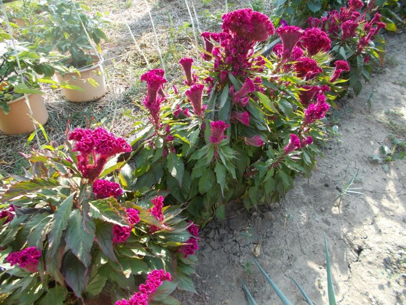  - SEMINTE CREASTA COCOSULUI - D 127 CELOSIA CRISTATA DRACULA