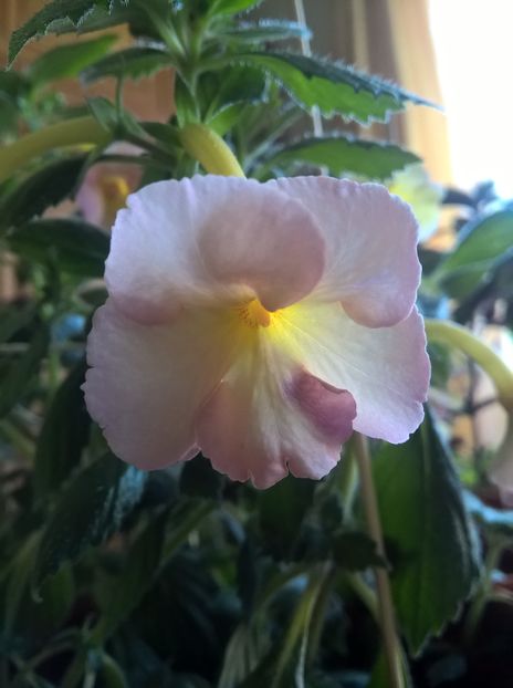  - Yellow English Rose