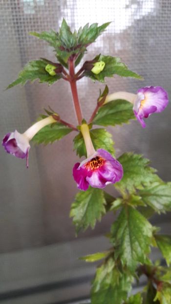 Foarte maruntele florile si foarte greu de pozat - Vienesse Romance