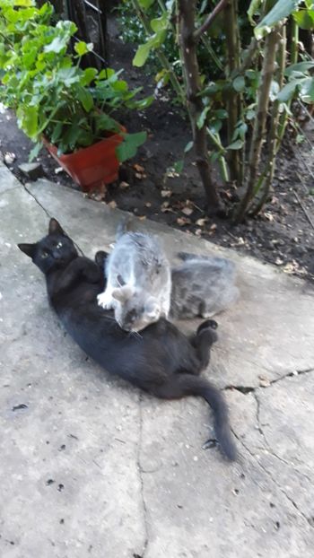  - Iubiri mici!