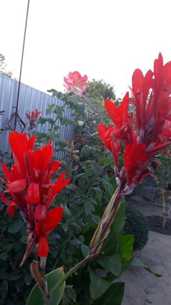  - Adunate! Luna August!