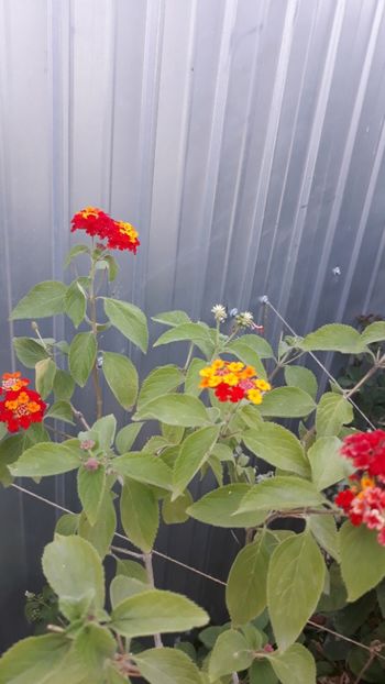  - Adunate! Luna August!