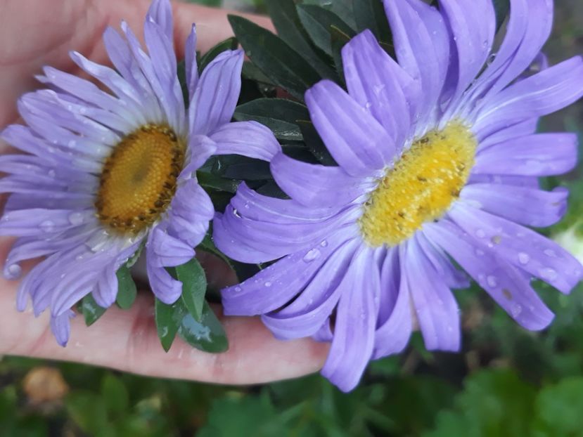  - Adunate! Luna August!