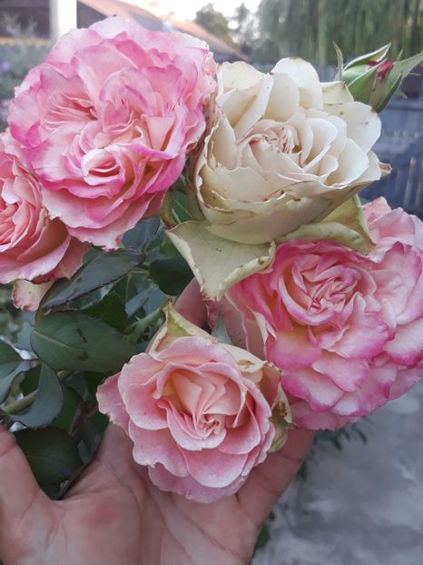  - Adunate! Luna August!