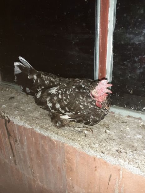  - 1 Toate Gaini pitice pe care le-am avut