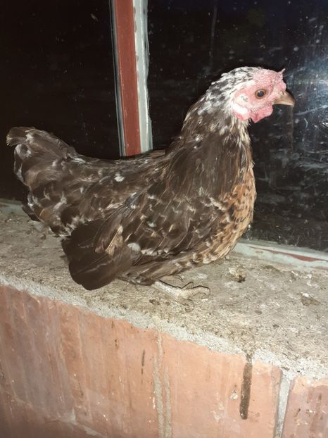  - 1 Toate Gaini pitice pe care le-am avut