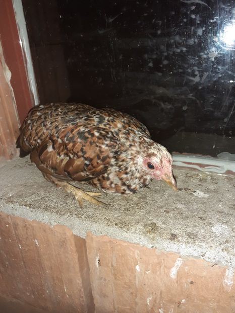  - 1 Toate Gaini pitice pe care le-am avut