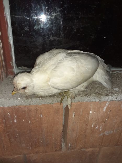  - 1 Toate Gaini pitice pe care le-am avut