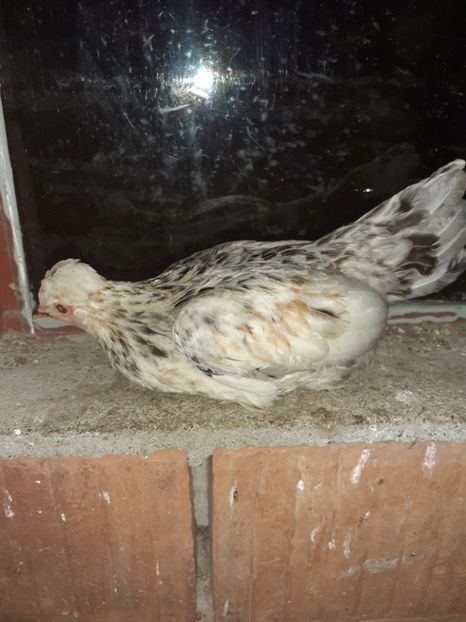  - 1 Toate Gaini pitice pe care le-am avut