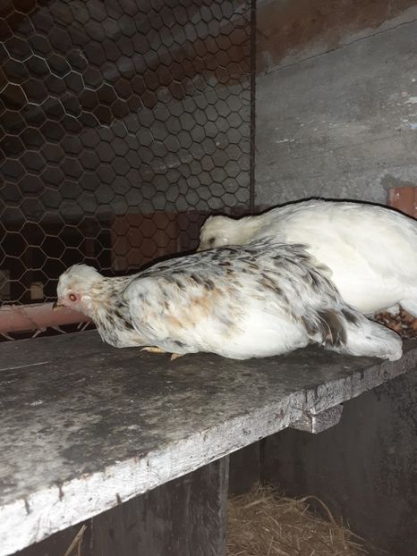  - 1 Toate Gaini pitice pe care le-am avut